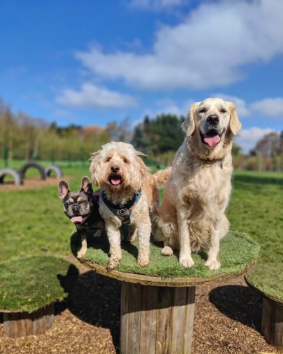 WaggingTrailsTestPic